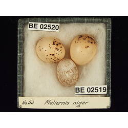 <em>Chrysococcyx basalis</em>