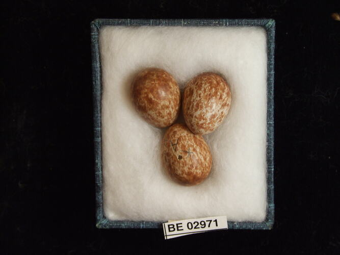 Three bird eggs with specimen label in box.