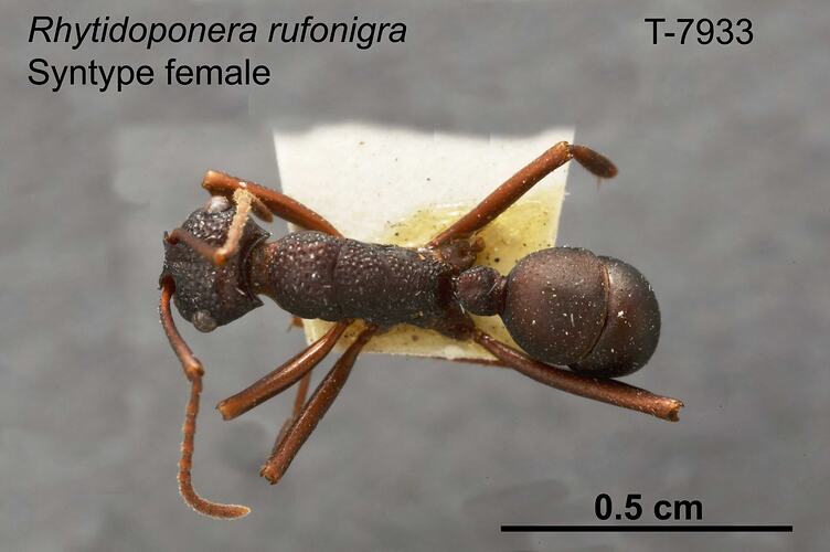Ant specimen, female, dorsal view.