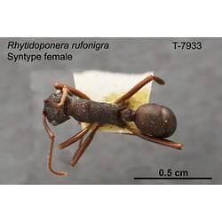 Ant specimen, female, dorsal view.