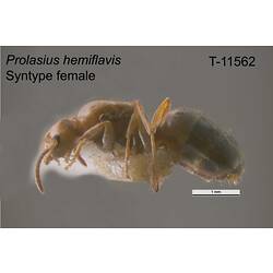 Ant specimen, female, lateral view.
