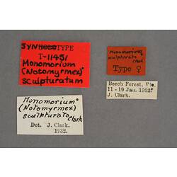 Entomology type specimen labels.