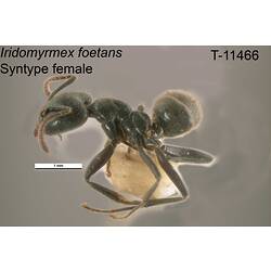 Ant specimen, female, lateral view.