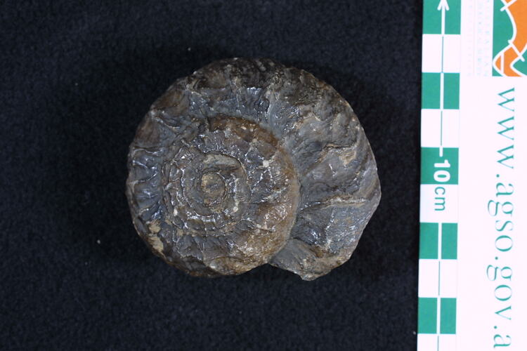 <em>Omphalotrochus</em> sp., fossil gastropod.  Registration no. P 312896.