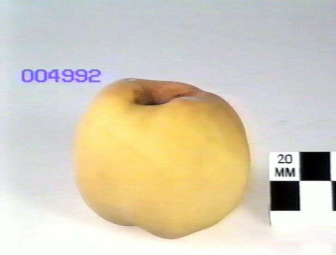Apple Model, Gloria Mundi