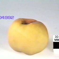 Apple Model - Gloria Mundi, Harcourt, 1904