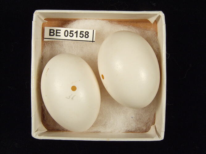 Two bird eggs with specimen label in box.