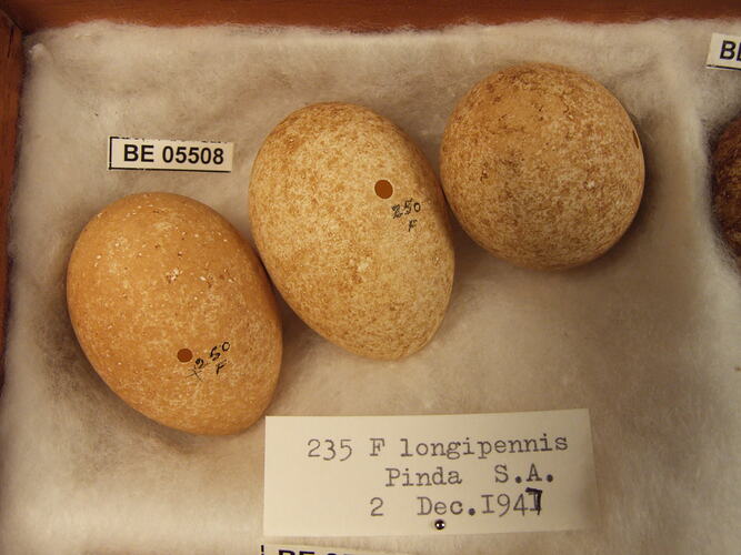 Three bird eggs with specimen labels.