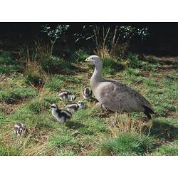 A Cape Barren Goose, walking on grass, with 5 fluffy white/brown striped chicks.