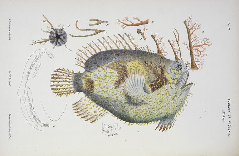 Detailed drawing of an anglerfish.