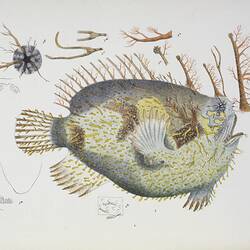 Lithographic colour proof - Tasselled Anglerfish, Chironectes bifurcatus McCoy 1886, Arthur Bartholomew, Brighton shore