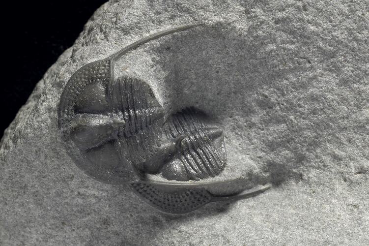 Grey trilobite fossil in rock.