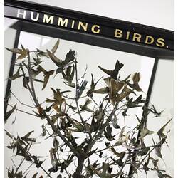 Close up of display case containing hummingbird mounts showing gold lettering on case.