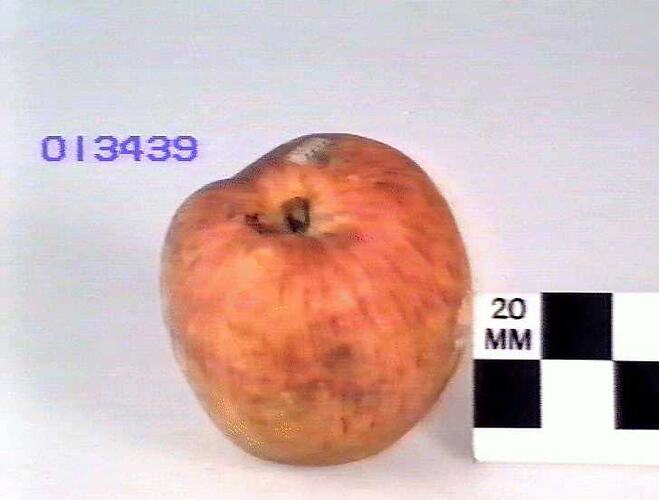 Apple Model - Cornish Gilliflower, Geelong, 1875