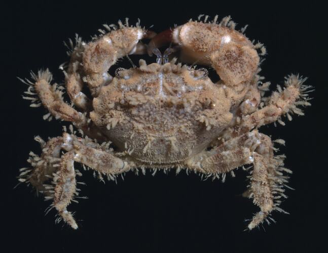 Hairy Beaded Crab viewed from above.