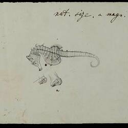 Pencil & Indian ink illustration - Shorthead Seahorse, Hippocampus breviceps, Hobsons Bay, Ludwig Becker