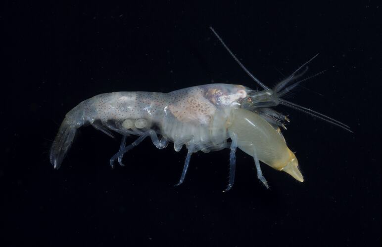 Pale shrimp with very large front claws.