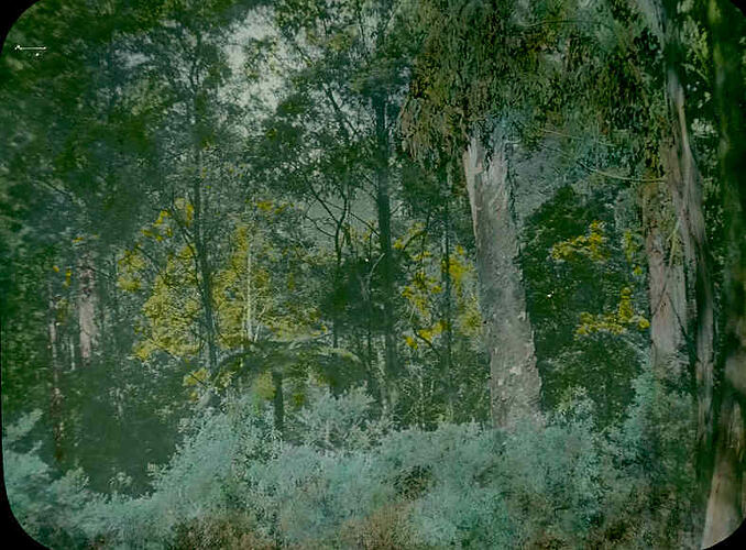 Lantern Slide - Kallista, Dandenongs, Victoria, 1936. [BA 1634]