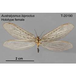 Lacewing specimen, female, ventral view.