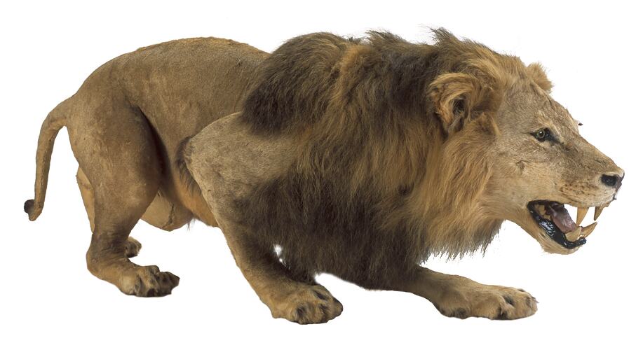 Taxidermied lion specimen mounted as though hunting.