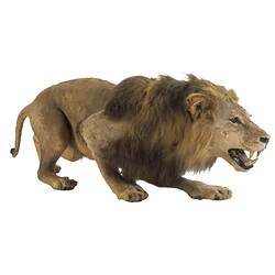 Taxidermied Mount - Asiatic Lion, <em>Panthera leo persica</em>