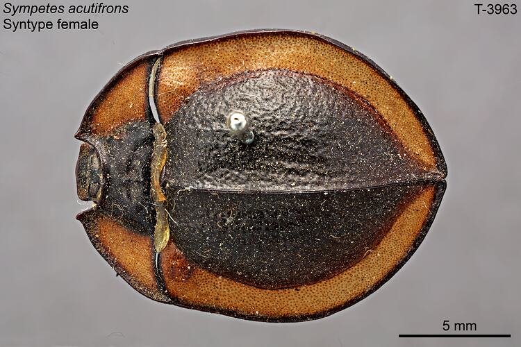 Beetle specimen, dorsal view.
