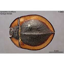 Beetle specimen, dorsal view.