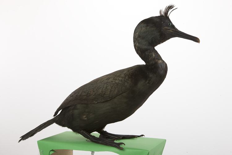 Side view of black Europea Shag specimen.
