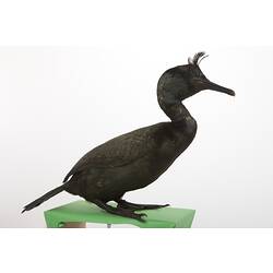 Side view of black Europea Shag specimen.