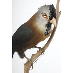 <em>Phaenicophaeus cumingi</em>, Scale-feathered Malkoha, mount.  John Gould Collection.  Registration no. 24027.