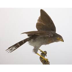 <em>Micrastur ruficollis</em>, Barred Forest-Falcon, mount.  John Gould Collection.  Registration no. 28413.