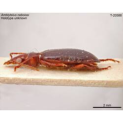 Beetle specimen, lateral view.
