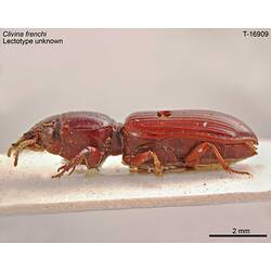 Beetle specimen, lateral view.