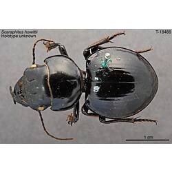 <em>Scaraphites carbonarius</em> Castelnau, 1867
