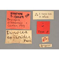 Entomology type specimen labels.