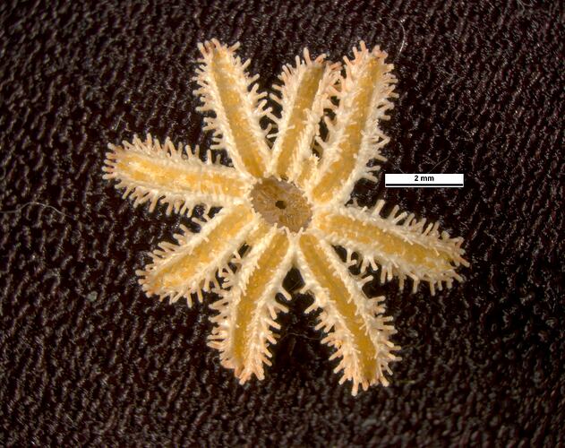 Ventral view of sea star with eight slightly spiny legs.