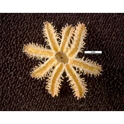 Ventral view of sea star with eight slightly spiny legs.