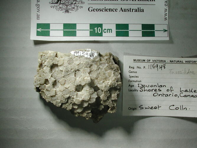 Fossil coral beside scale bar and label.