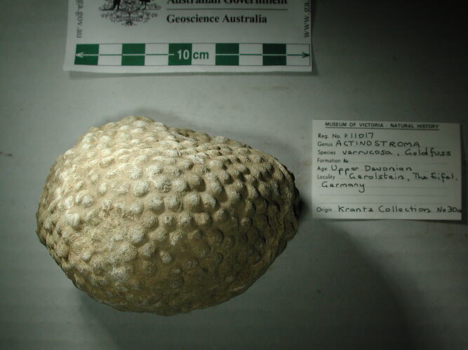 Rounded sponge fossil covered by lumps beside scalebar and label.
