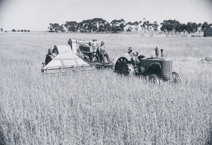 Man driving a tractor pulling an AL Stripper harvester through field of wheat.