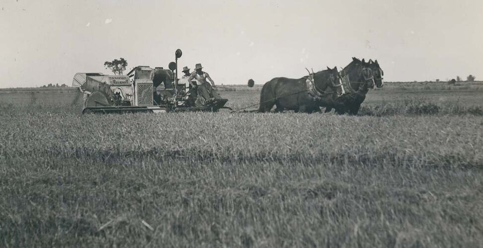 Two men driving a team of 3 horses pulling a header in a rice field