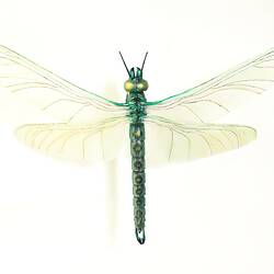 Model of extinct insect with wings spread.