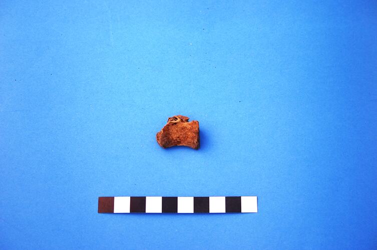 Fragment of vertebrae from medium-sized mammal.