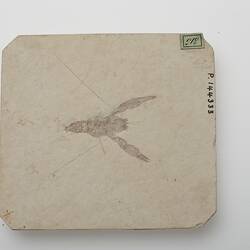 Fossil lobster on cream-coloured rock.