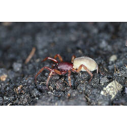 A Slater-eating Spider walking across soil.