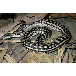 An Inland Carpet Python coiled-up on a rock beneath fallen bark and leaves.