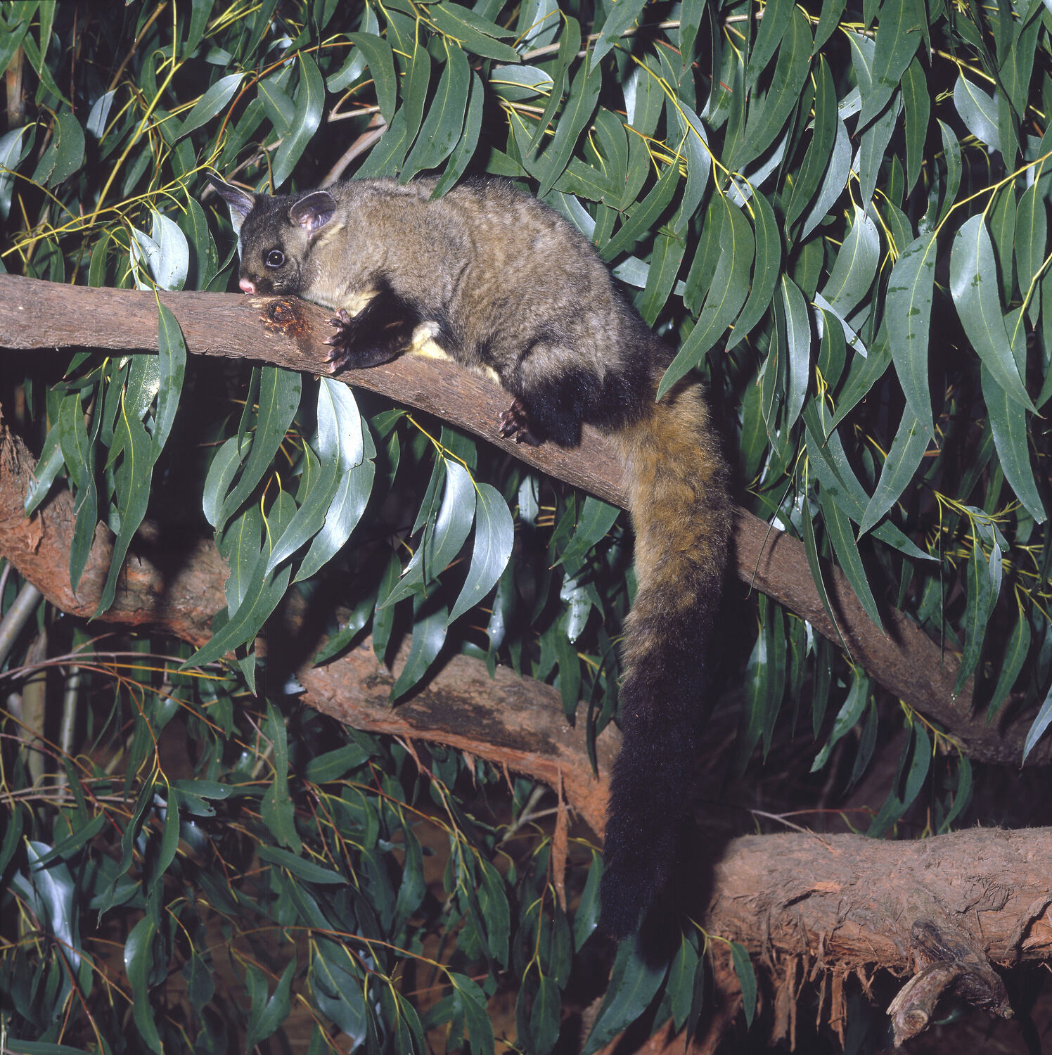Petaurus australis, Yellowbellied Glider