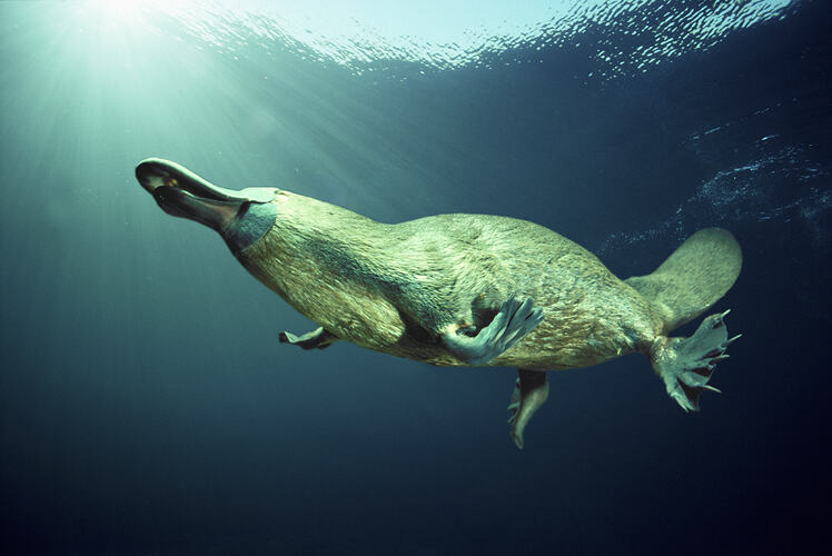 A Platypus swimming in mid-water.