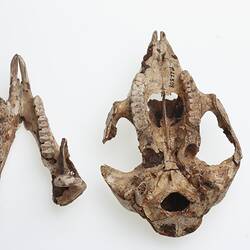 Skull and lower jaw of extinct mammal, side by side.