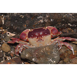 A Purple-mottled Shore Crab on pebbles.